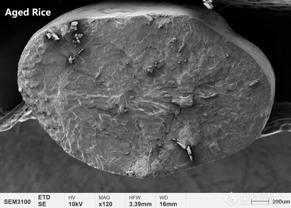 Figure 1 Cross-sectional fracture morphology of new rice and aged rice-2