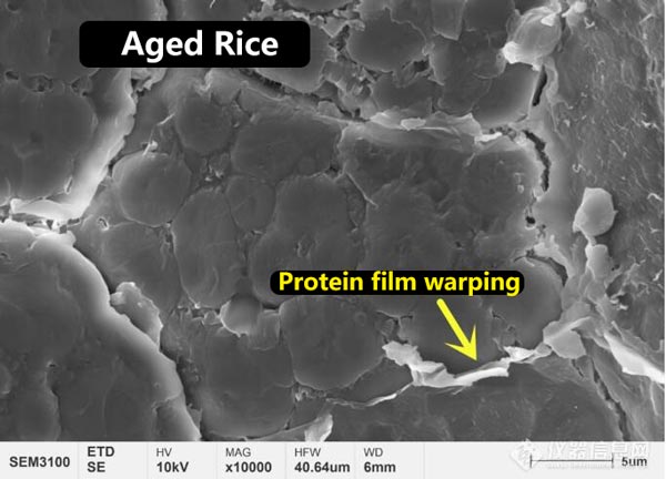Figure 3 Microstructure morphology of protein film on the surface of new rice and aged rice