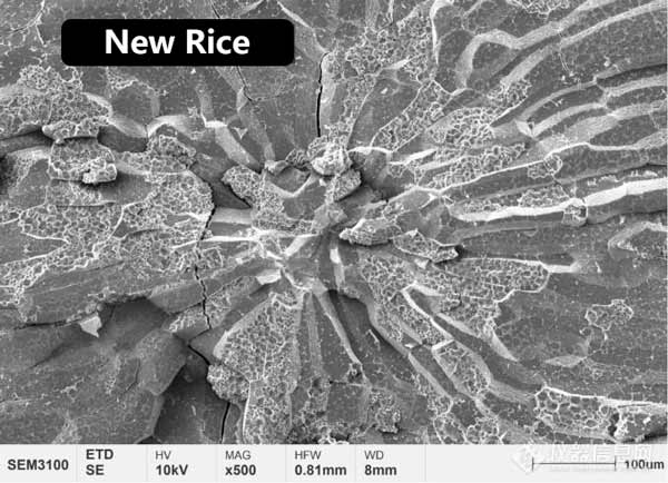Figure 2 Microstructure morphology of the central endosperm of new rice and aged rice