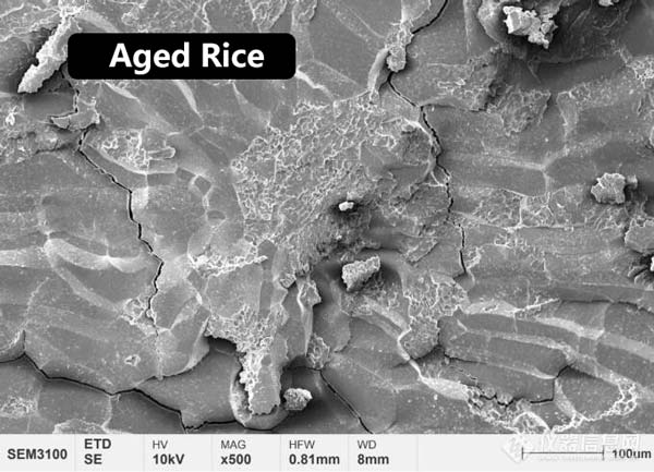 Figure 2 Microstructure morphology of the central endosperm of new rice and aged rice