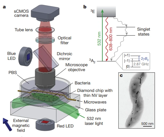 applications-nvcenter-cell research-magnetotropic-bacteria