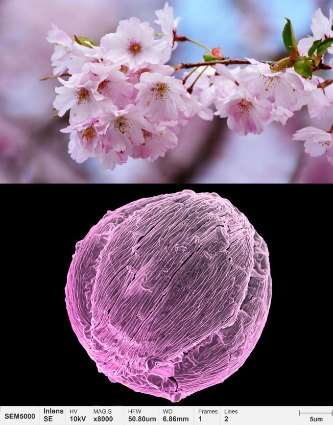 applications-pollen-micromorphology-cherry-blossom