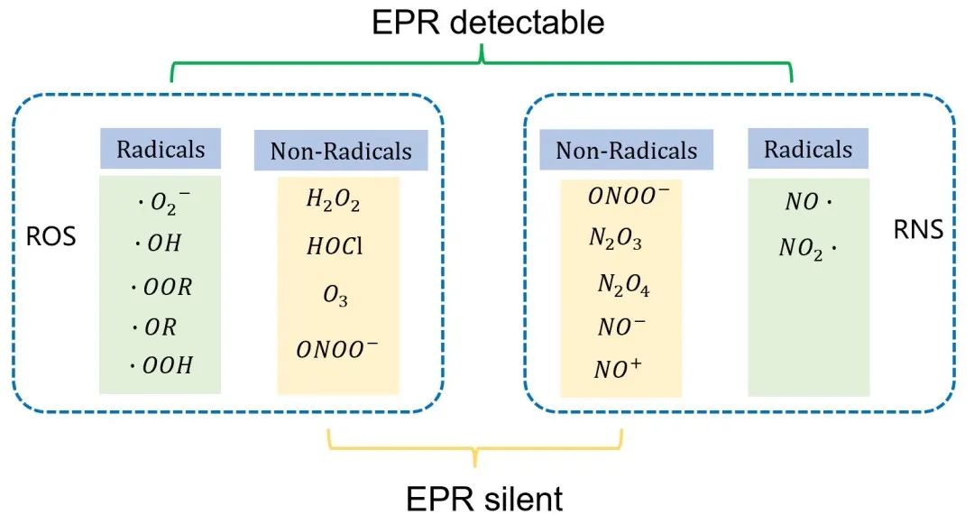 Figure 3 Common ROS and RNS