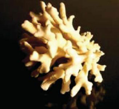 applications-study-of-corals-sample.jpg