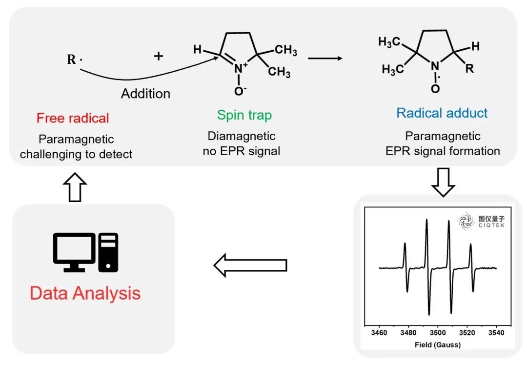 Figure 1 Principle of spin capture technique (DMPO as an example)