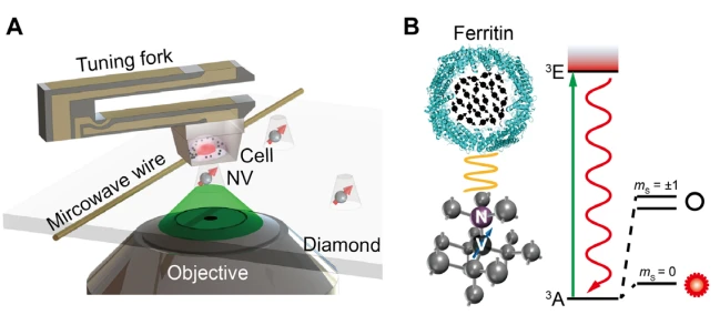 applications-nvcenter-cell research-ferritin-cell
