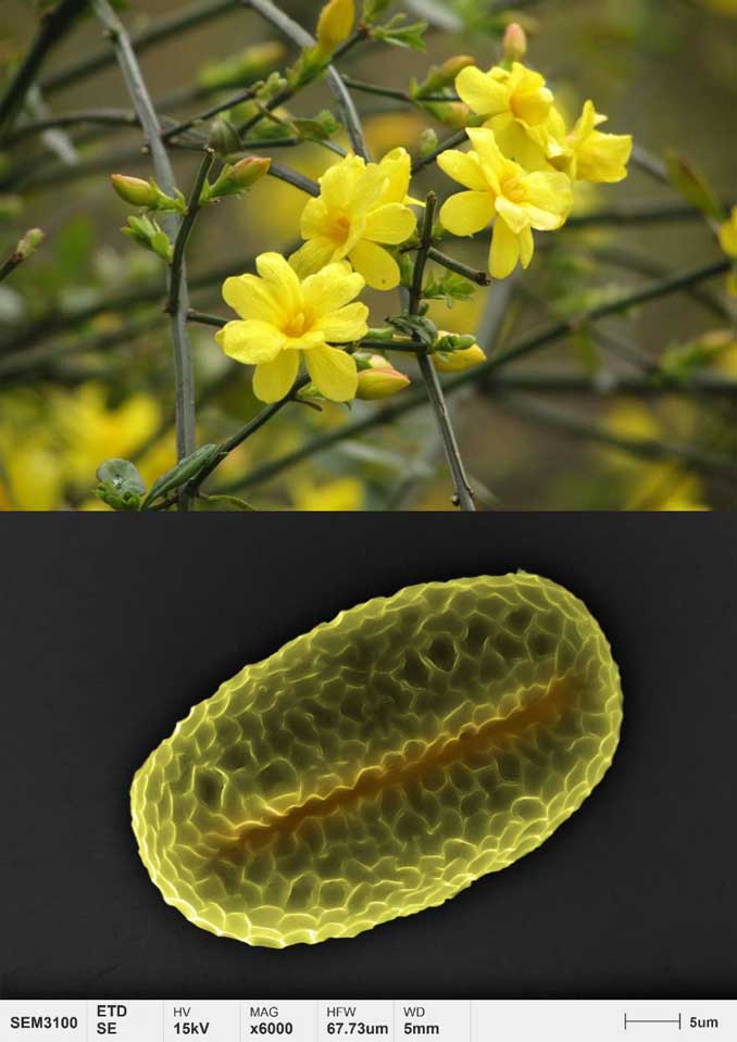applications-pollen-micromorphology-winter-jasmine