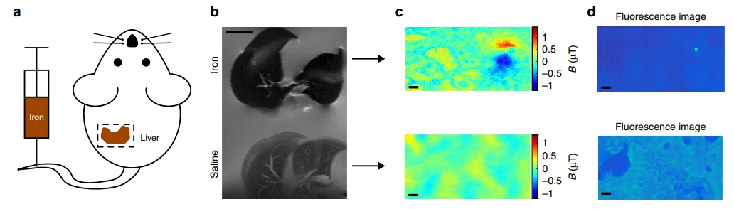 applications-nvcenter-cell research-macrophage