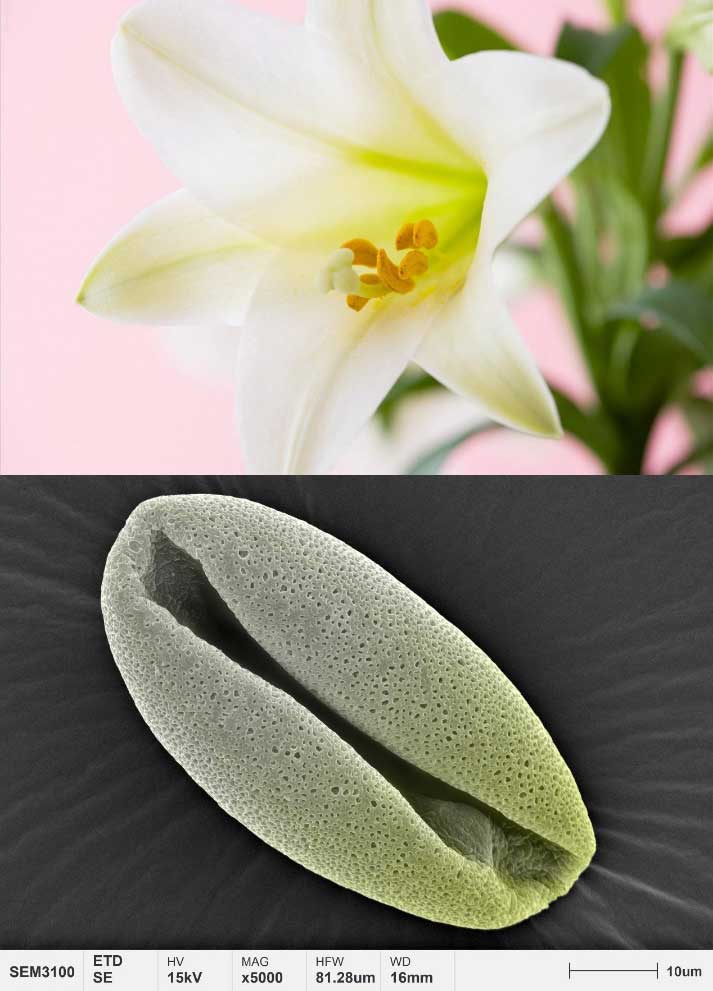 applications-pollen-micromorphology-lily