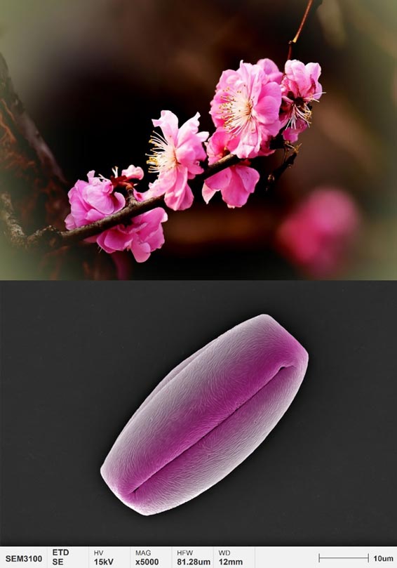 applications-pollen-micromorphology-plum-blossom