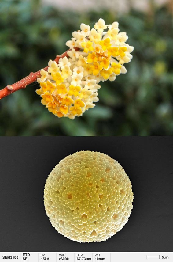 applications-pollen-micromorphology-paperbush